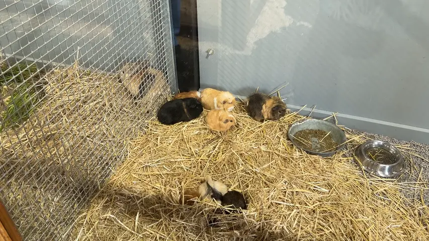 the Royal Adelaide Show