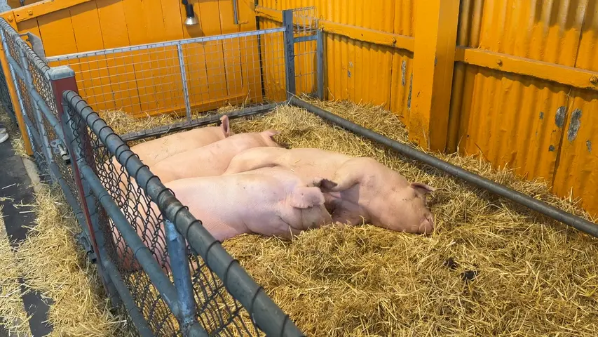the Royal Adelaide Show