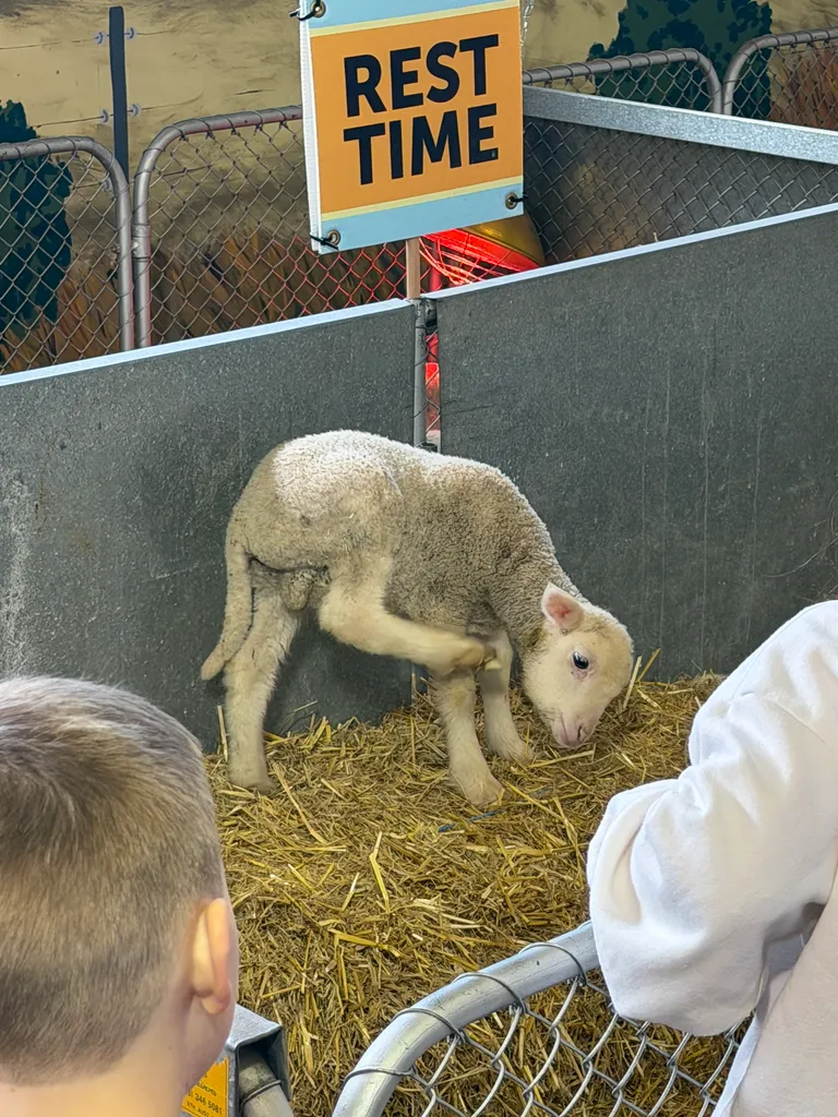 the Royal Adelaide Show