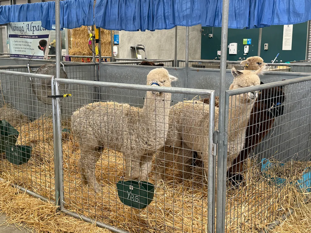 the Royal Adelaide Show