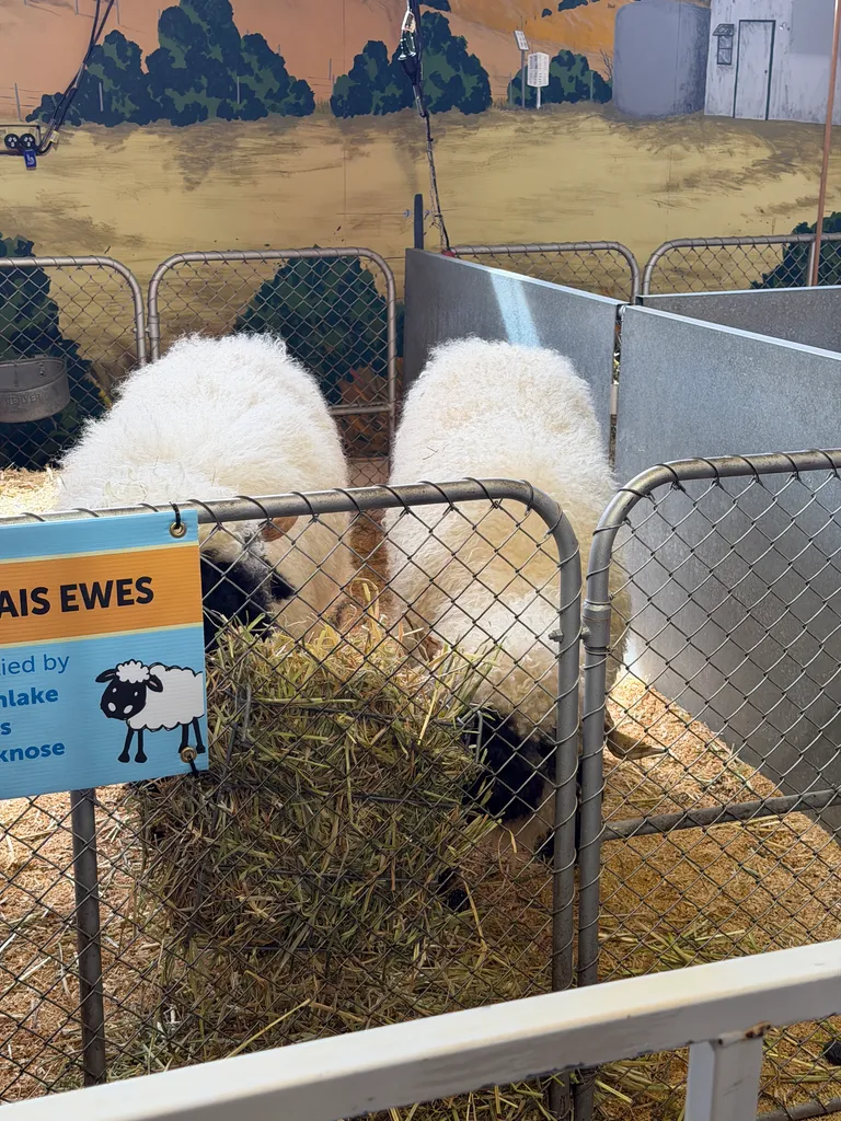 the Royal Adelaide Show