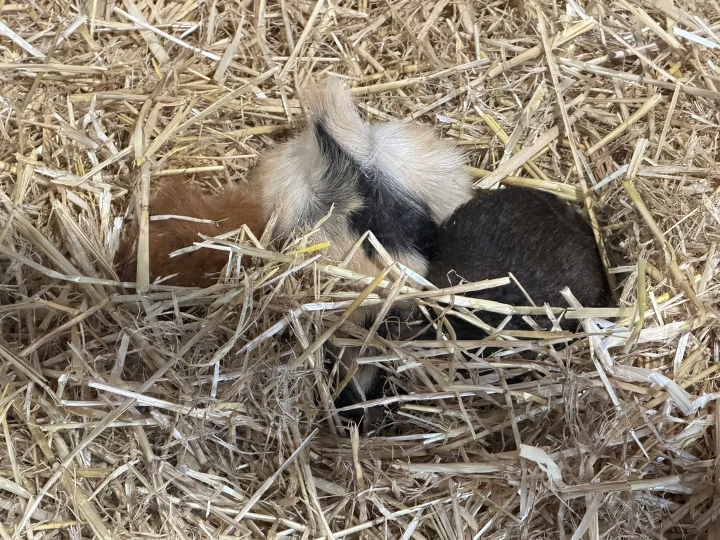 the Royal Adelaide Show