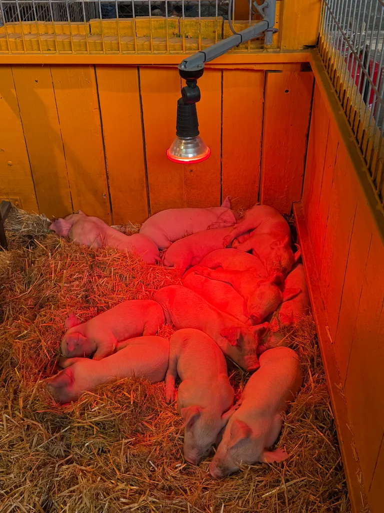the Royal Adelaide Show