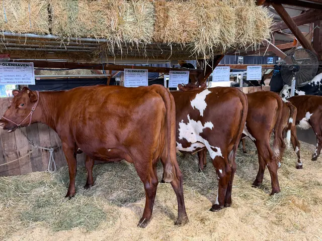 the Royal Adelaide Show