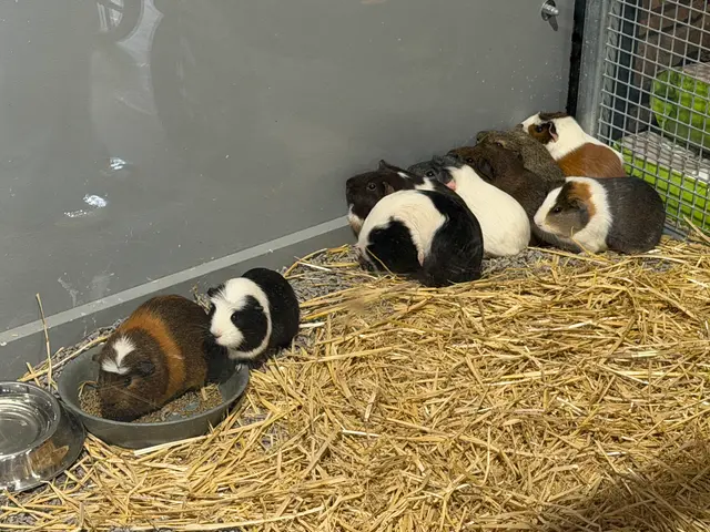 the Royal Adelaide Show