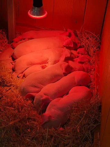 the Royal Adelaide Show