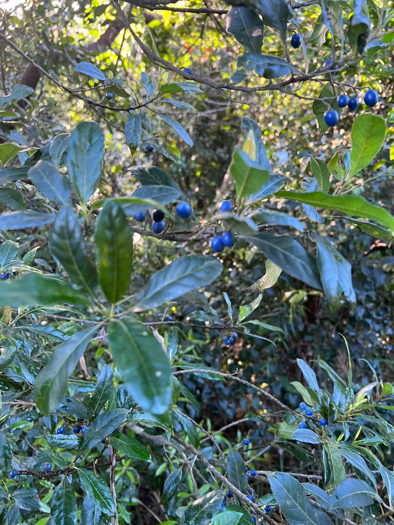 bushwalk