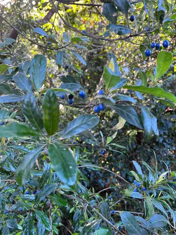 bushwalk
