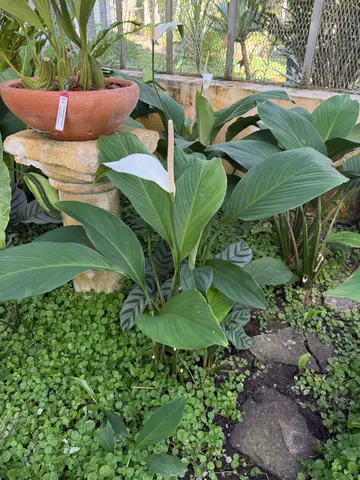 the Botanical Garden in Rio