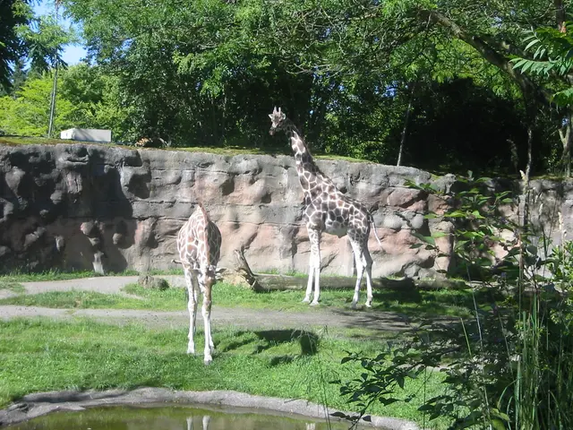 oscon 2003, giraffe-2