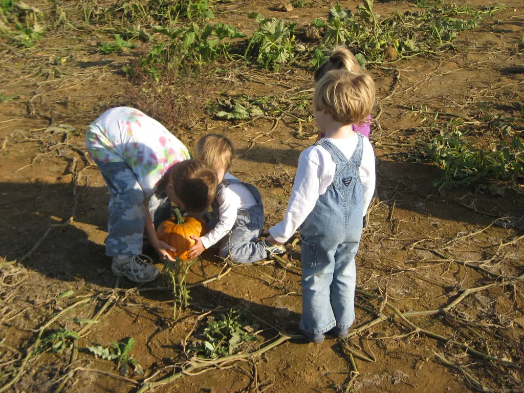pumpkin pickin'