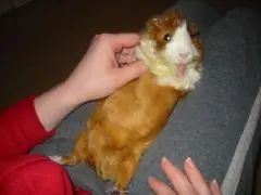 cavy