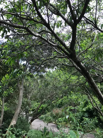 Sydney botanical gardens