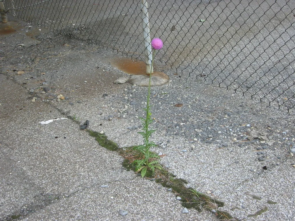 thistle under the fahy