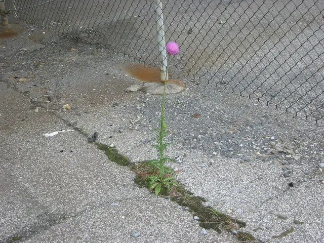 thistle under the fahy
