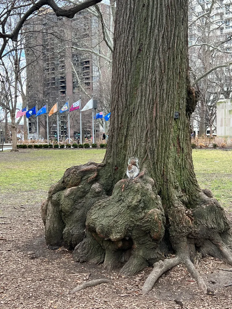 I saw a squirrel