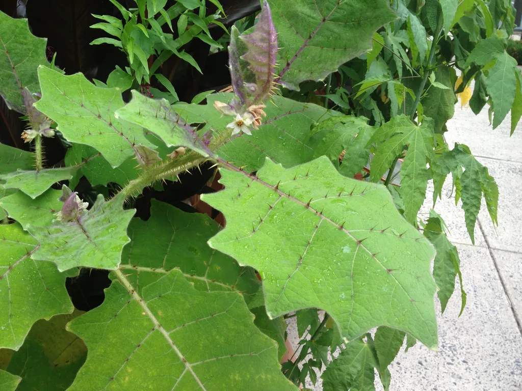 scary plant