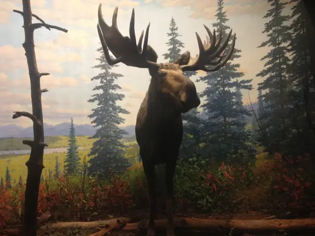 Moose!