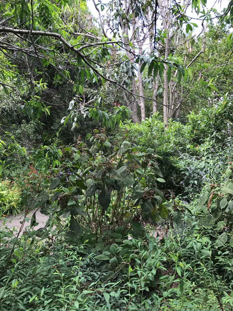 Sydney botanical gardens