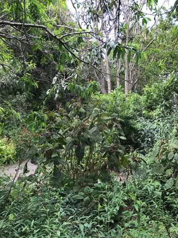 Sydney botanical gardens