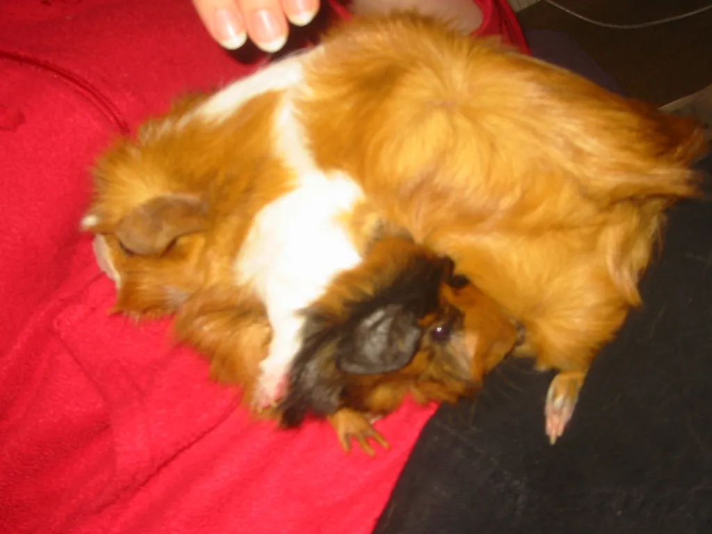 wookiee and dr. girlfriend