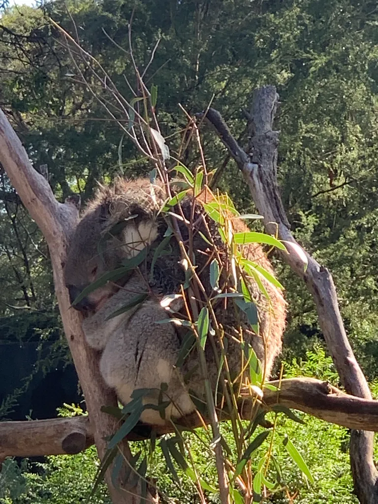Healesville