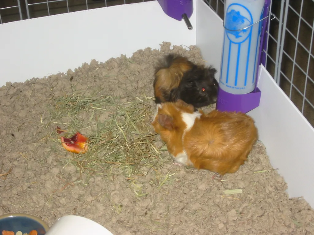 snoozer and wookiee