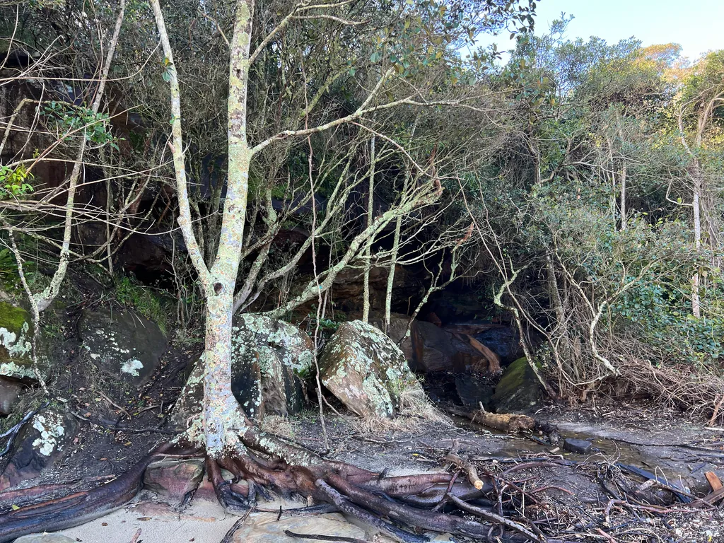 bushwalk