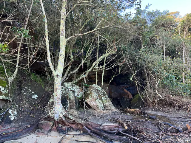 bushwalk