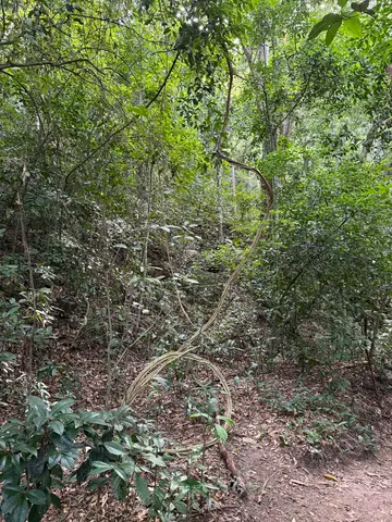 Parque Lage