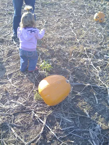 pumpkin pickin'