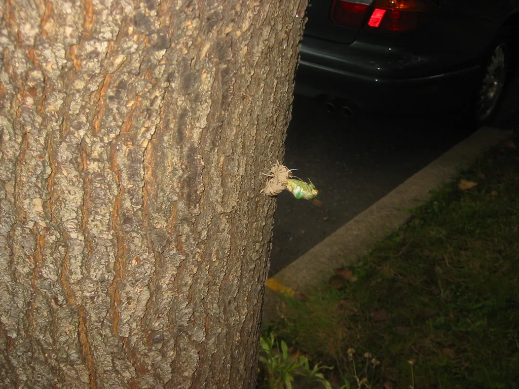 molting cicada