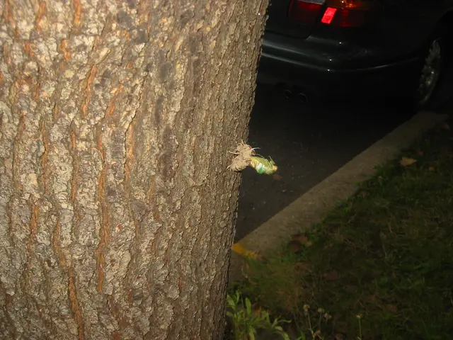 molting cicada