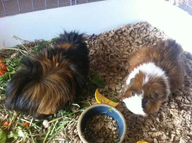 snoozer and wookiee