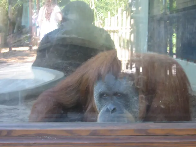 oscon 2003, orangutan
