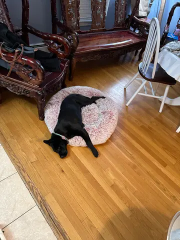 Luna zonked