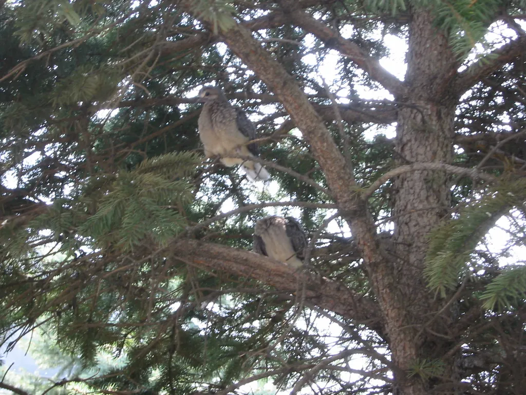 young_doves