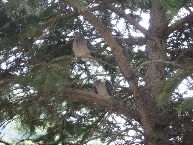 young_doves