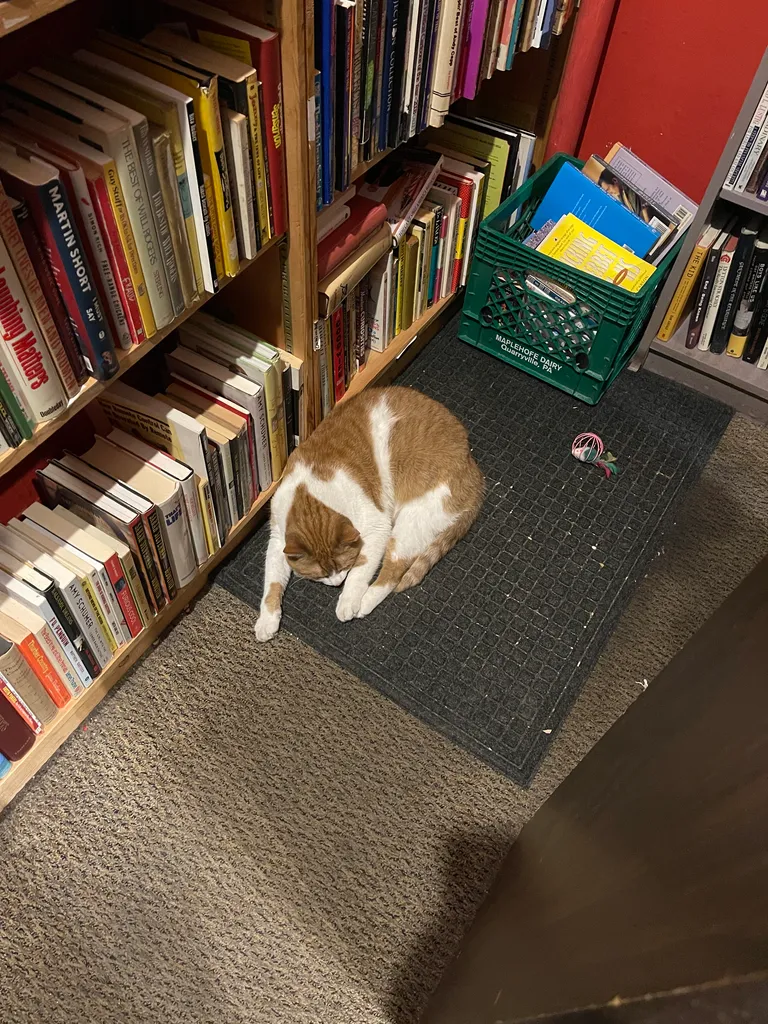 bookstore cat