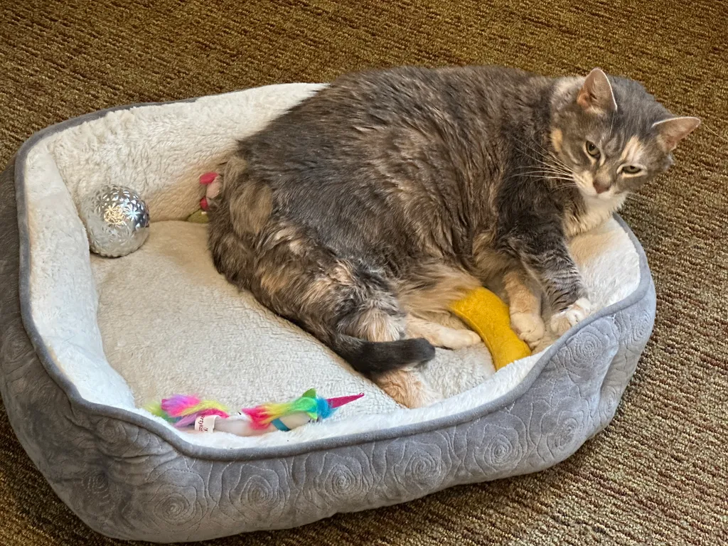 assisted living cat