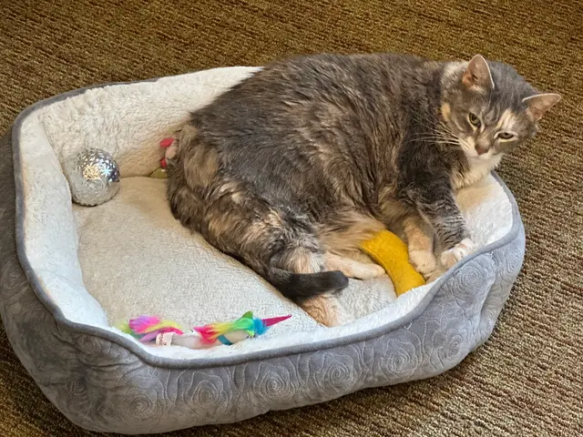 assisted living cat