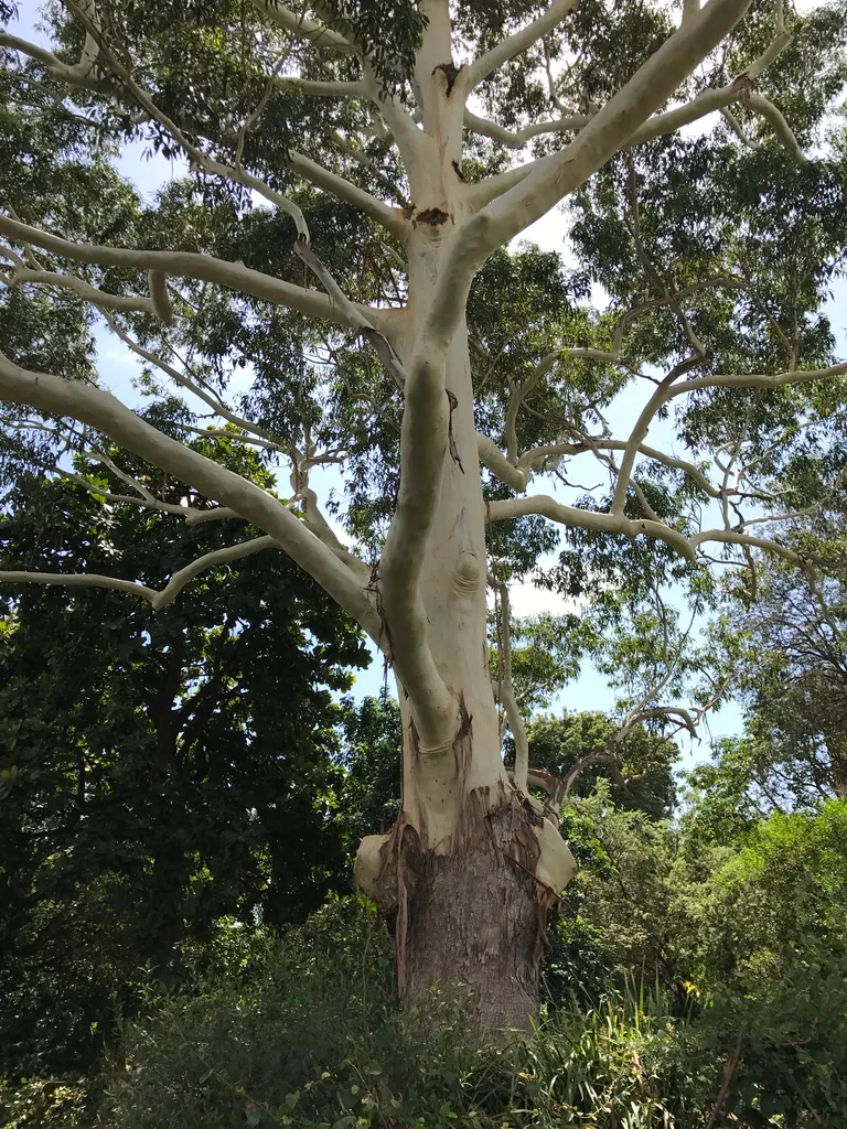 Sydney botanical gardens