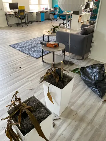 sad dead plants