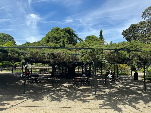 tree with canopy
