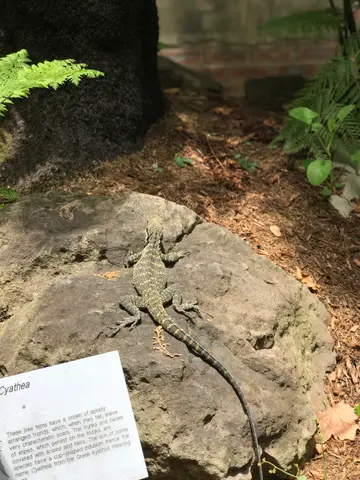 yet another lizard