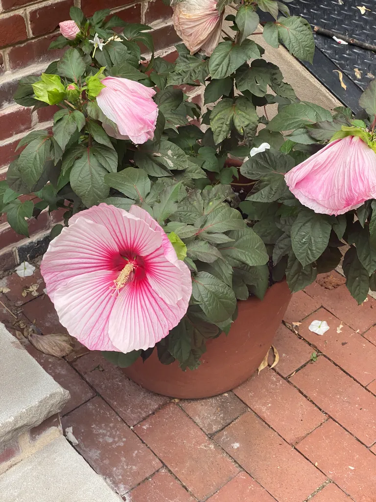 just a flower