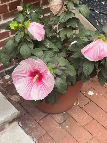 just a flower