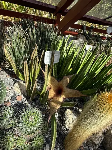 the Botanical Garden in Rio