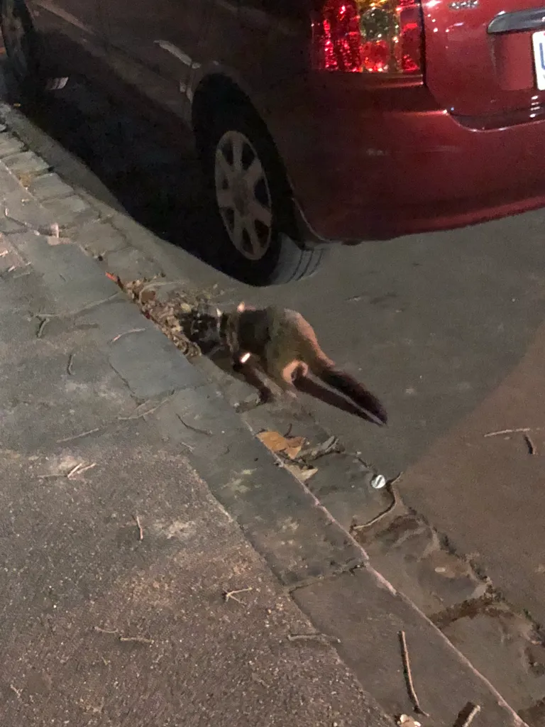 possum
