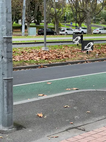 birds around NGV